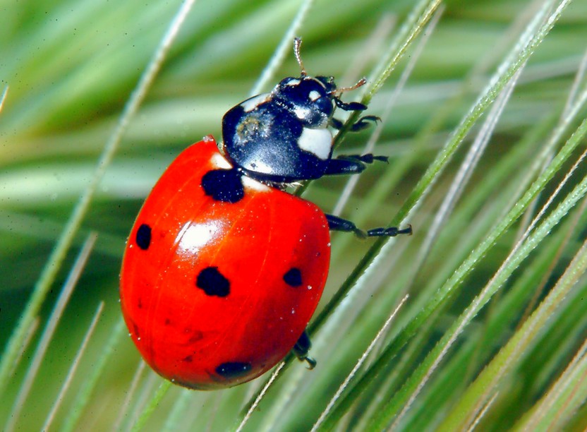 Per chi ama la macrofotografia